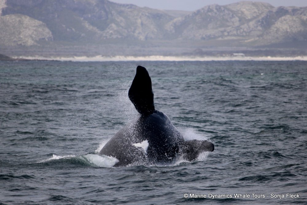 Southern right whale, whale watching, gansbaai, south africa,