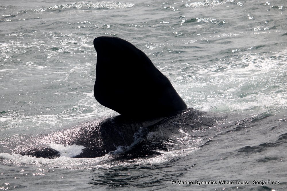 Southern right whale, whale watching, gansbaai, south africa,