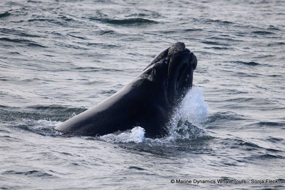 Southern right whale, whale watching, gansbaai, south africa,