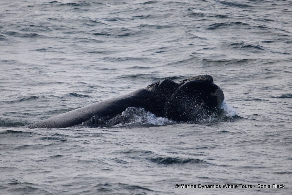 Southern right whale, whale watching, gansbaai, south africa,