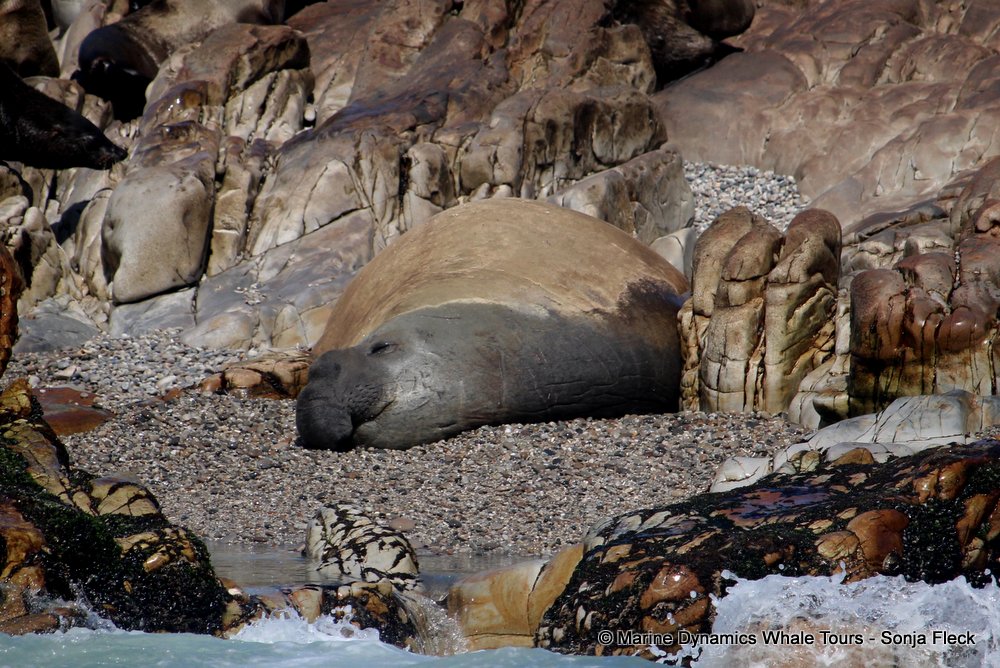 elephant seal, whale watching, gansbaai, south africa