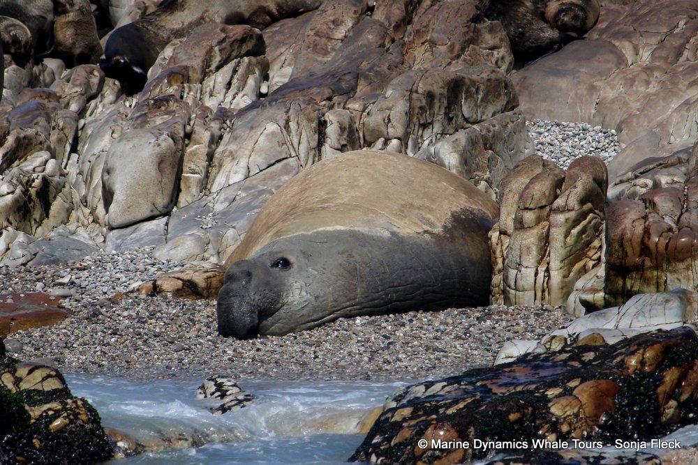elephant seal, whale watching, gansbaai, south africa
