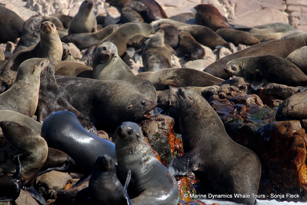 cape fur seal, whale watching, gansbaai, south africa