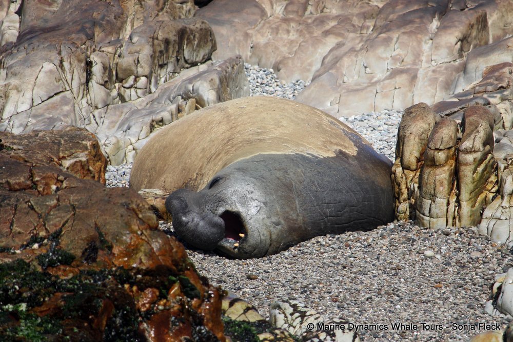 cape fur seal, whale watching, gansbaai, south africa