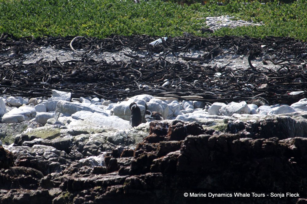 african penguin, whale watching, gansbaai, south africa