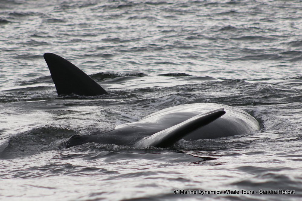 Southern right whale, whale watching, gansbaai, south africa,