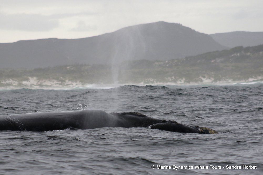 Southern right whale, whale watching, gansbaai, south africa,