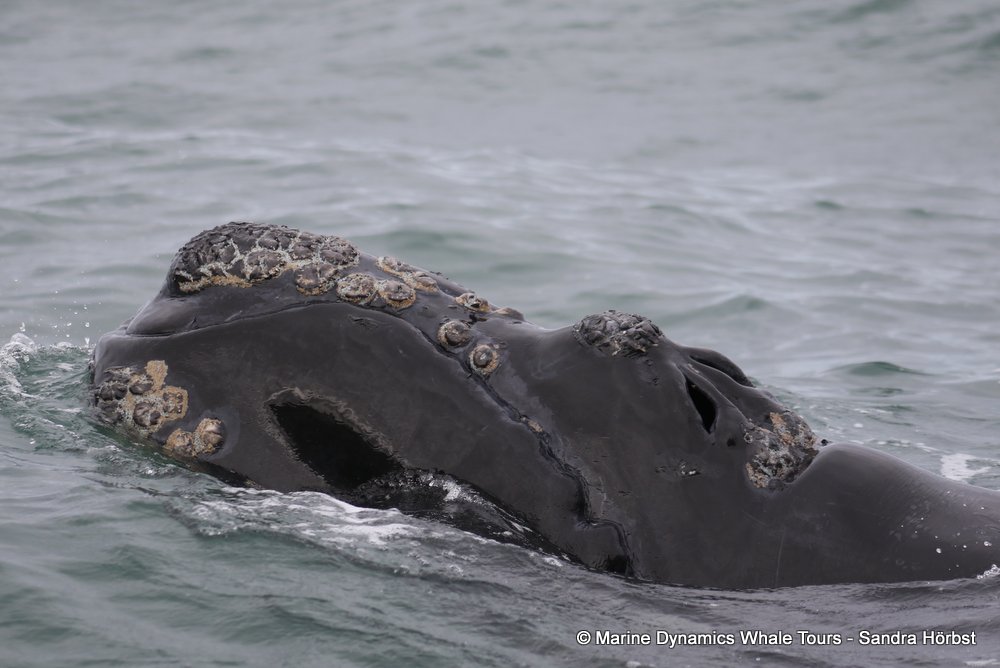 Marine Big 5 Daily Blog 03 October