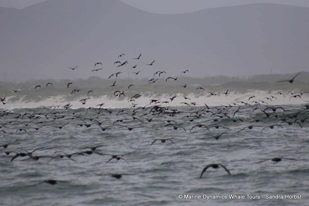 cape cormorants, whale watching, gansbaai, south africa