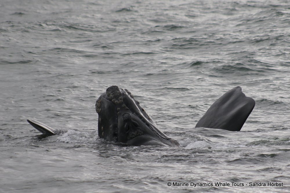 Southern right whale, whale watching, gansbaai, south africa,