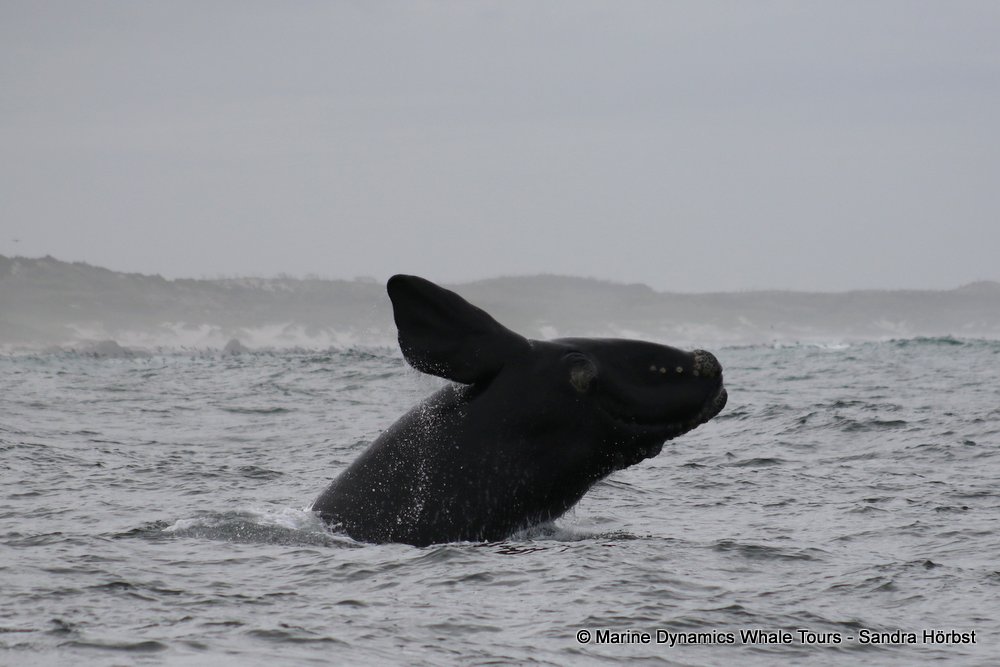 Southern right whale, whale watching, gansbaai, south africa,
