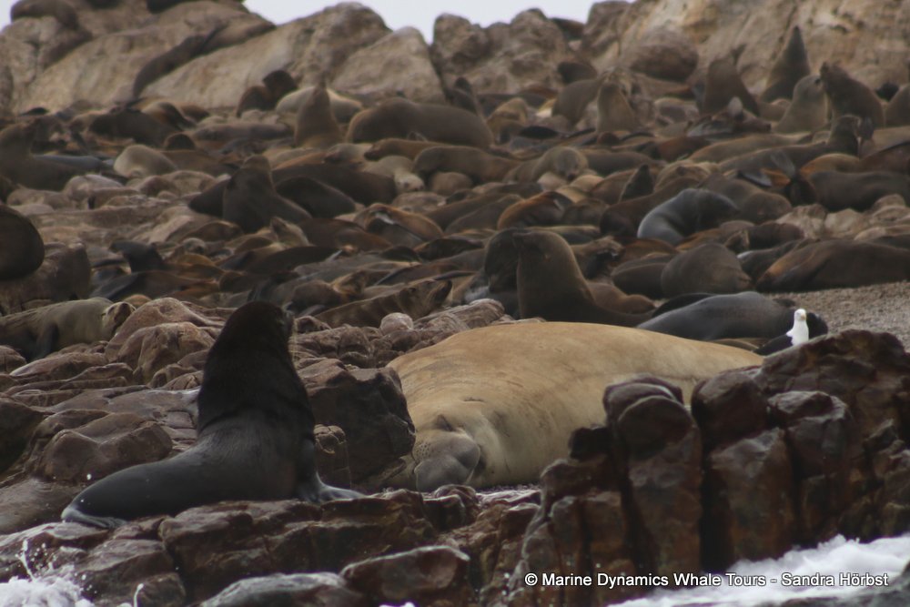 cape fur seal, whale watching, gansbaai, south africa