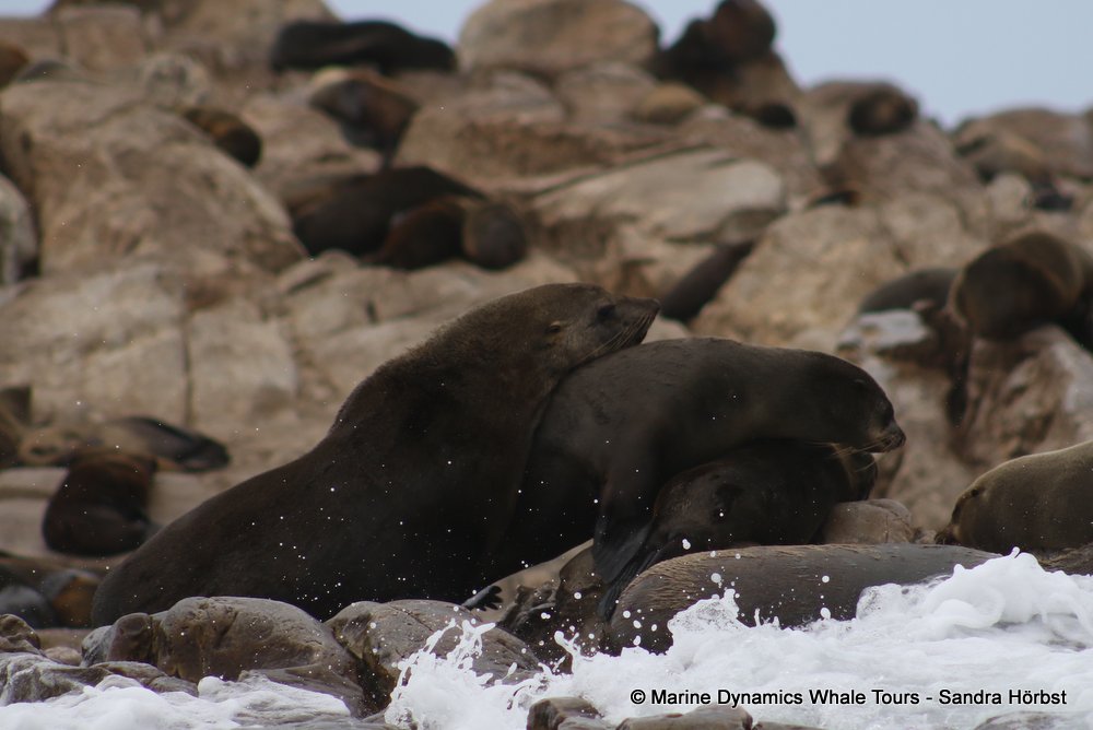 cape fur seal, whale watching, gansbaai, south africa