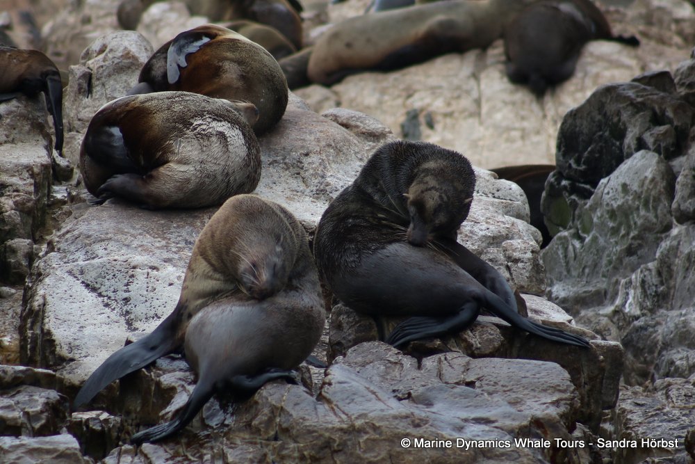cape fur seal, whale watching, gansbaai, south africa