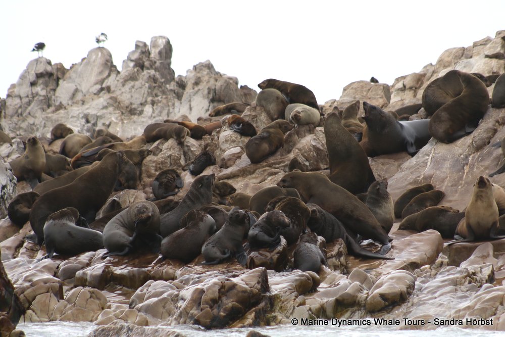 cape fur seal, whale watching, gansbaai, south africa