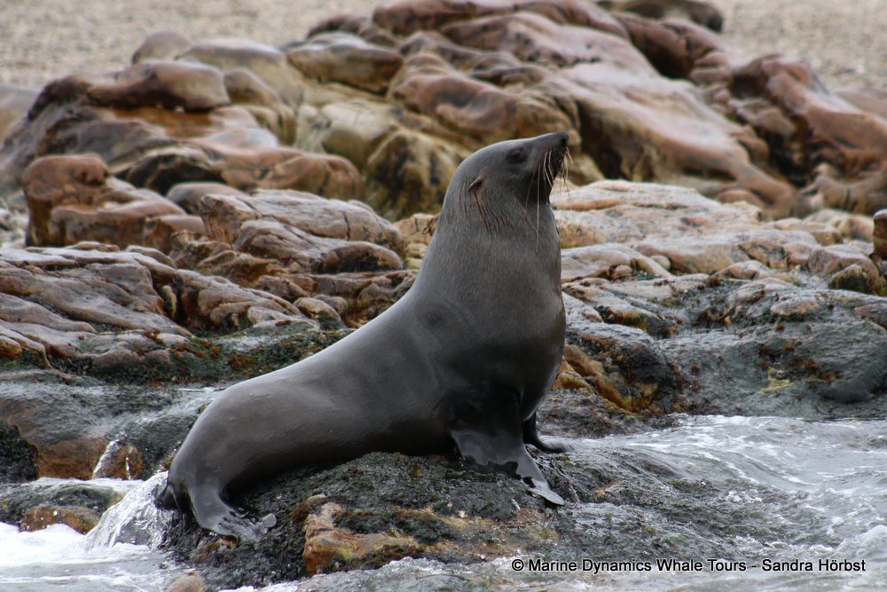 cape fur seal, whale watching, gansbaai, south africa