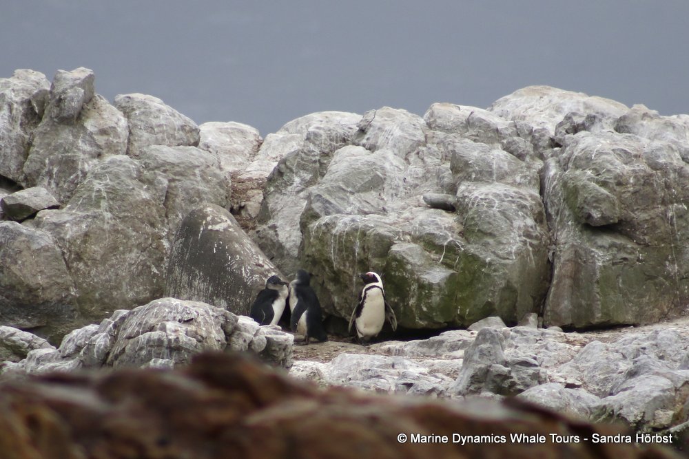 penguins, whale watching, gansbaai, south africa,