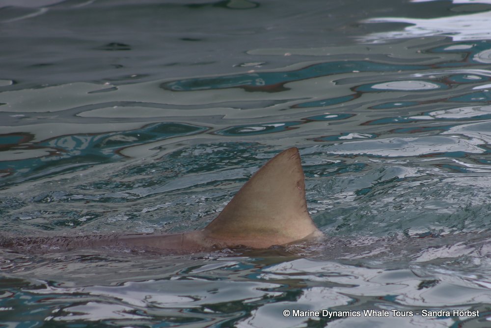 bronze whaler shark, whale watching, gansbaai, south africa,
