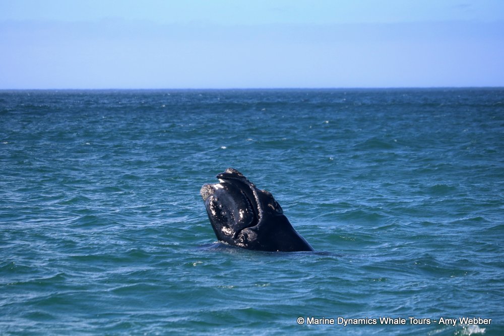 Southern right whale, whale watching, gansbaai, south africa,