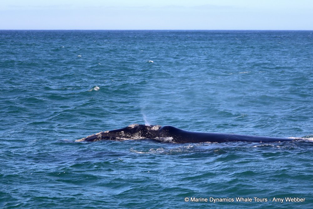Southern right whale, whale watching, gansbaai, south africa,