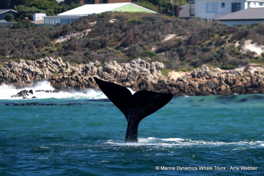 Southern right whale, whale watching, gansbaai, south africa,
