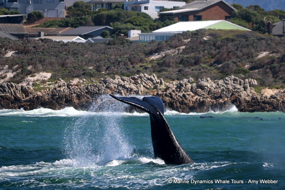 Southern right whale, whale watching, gansbaai, south africa,