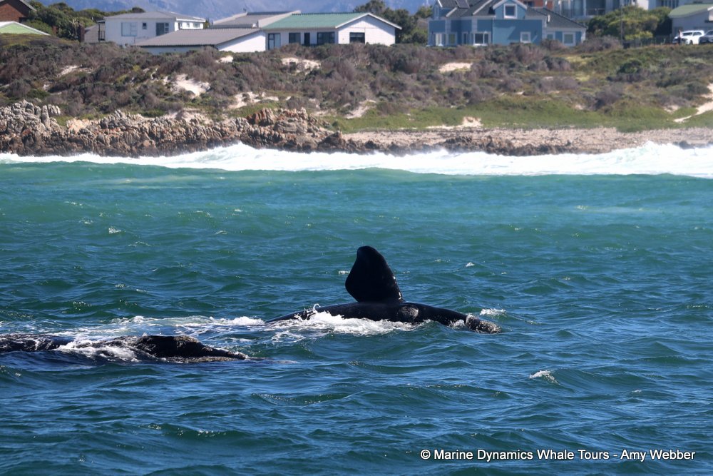 Southern right whale, whale watching, gansbaai, south africa,