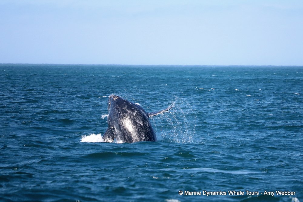 Southern right whale, whale watching, gansbaai, south africa,