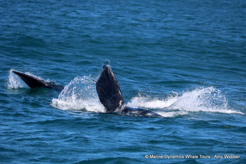 Southern right whale, whale watching, gansbaai, south africa,