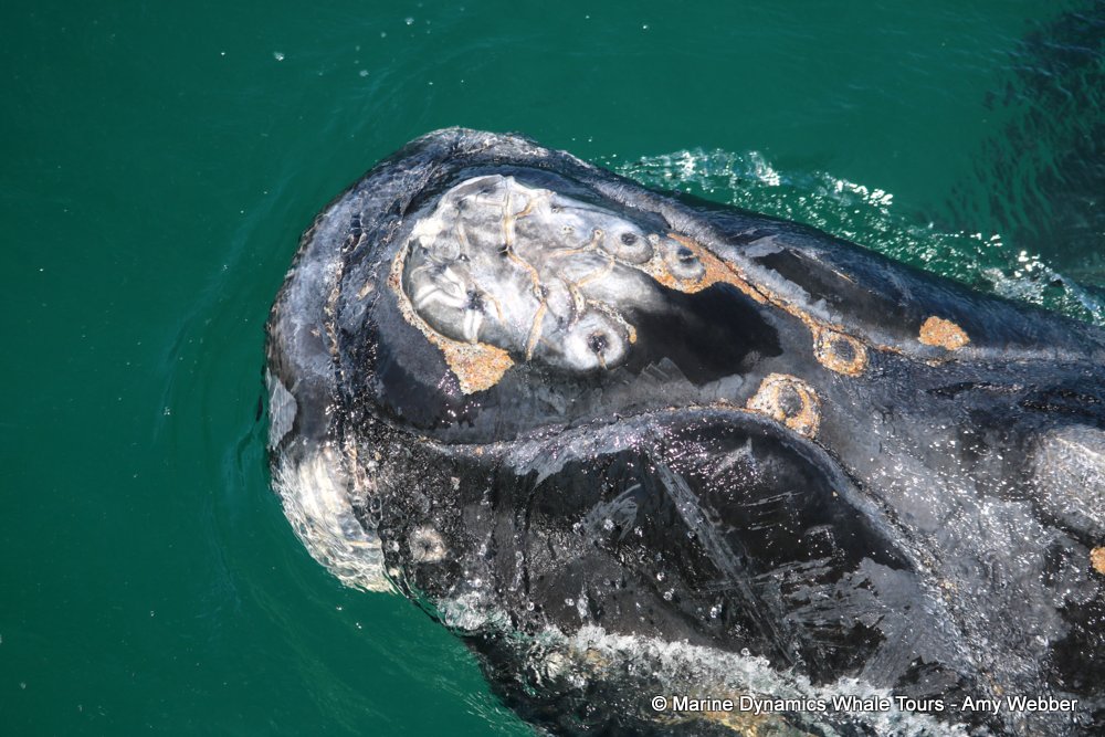 Southern right whale, whale watching, gansbaai, south africa,