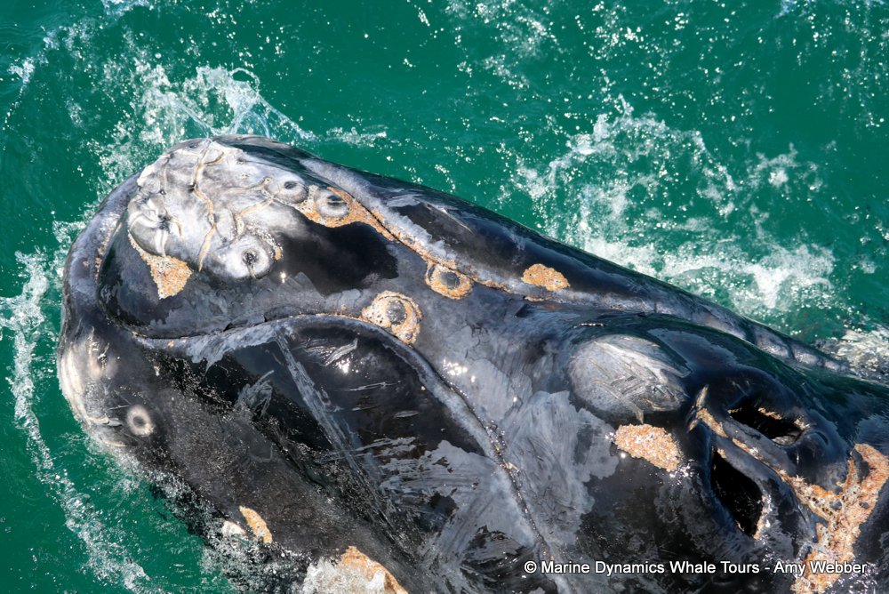 Southern right whale, whale watching, gansbaai, south africa,