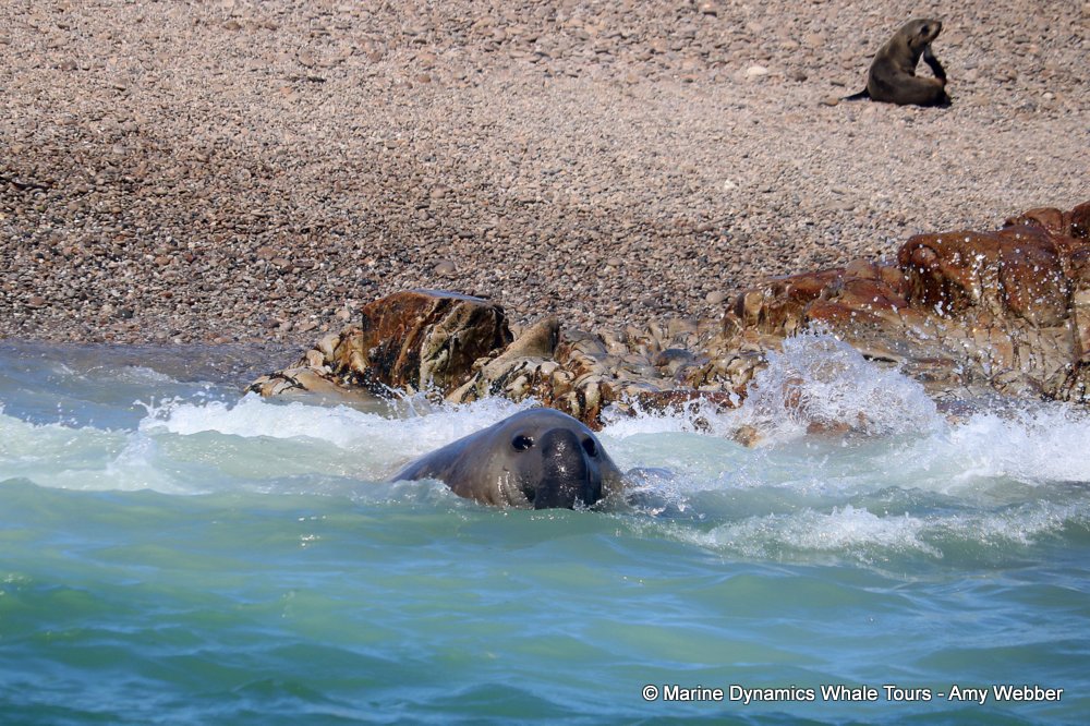 elephant seal, whale watching, gansbaai, south africa