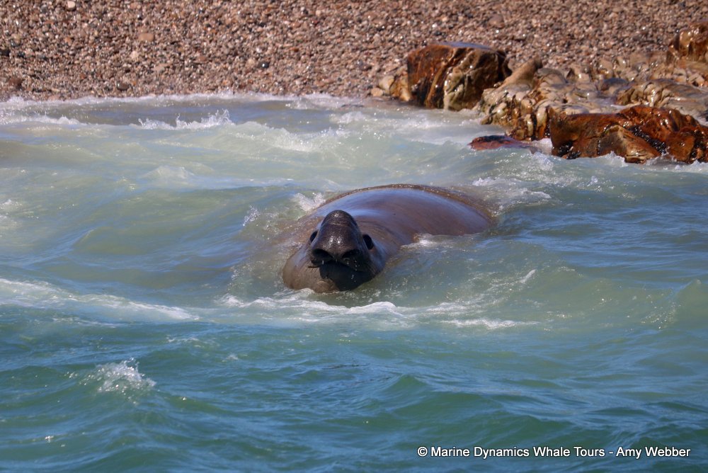 elephant seal, whale watching, gansbaai, south africa