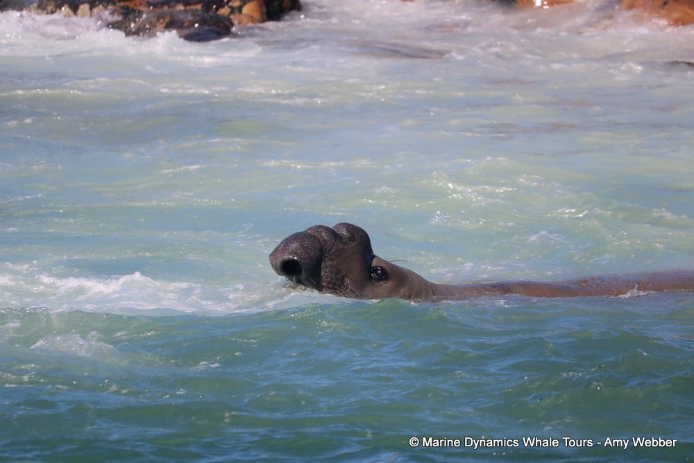 elephant seal, whale watching, gansbaai, south africa