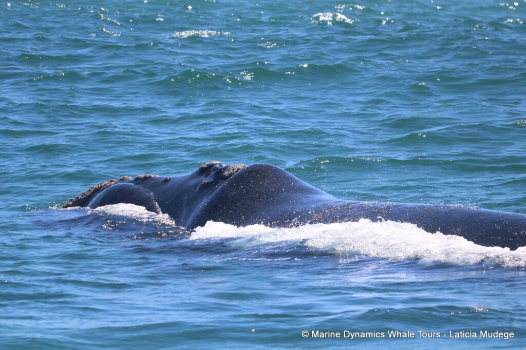 Southern right whale, whale watching, gansbaai, south africa,