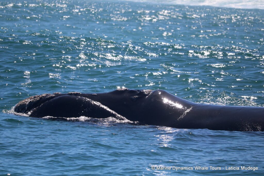 Southern right whale, whale watching, gansbaai, south africa,