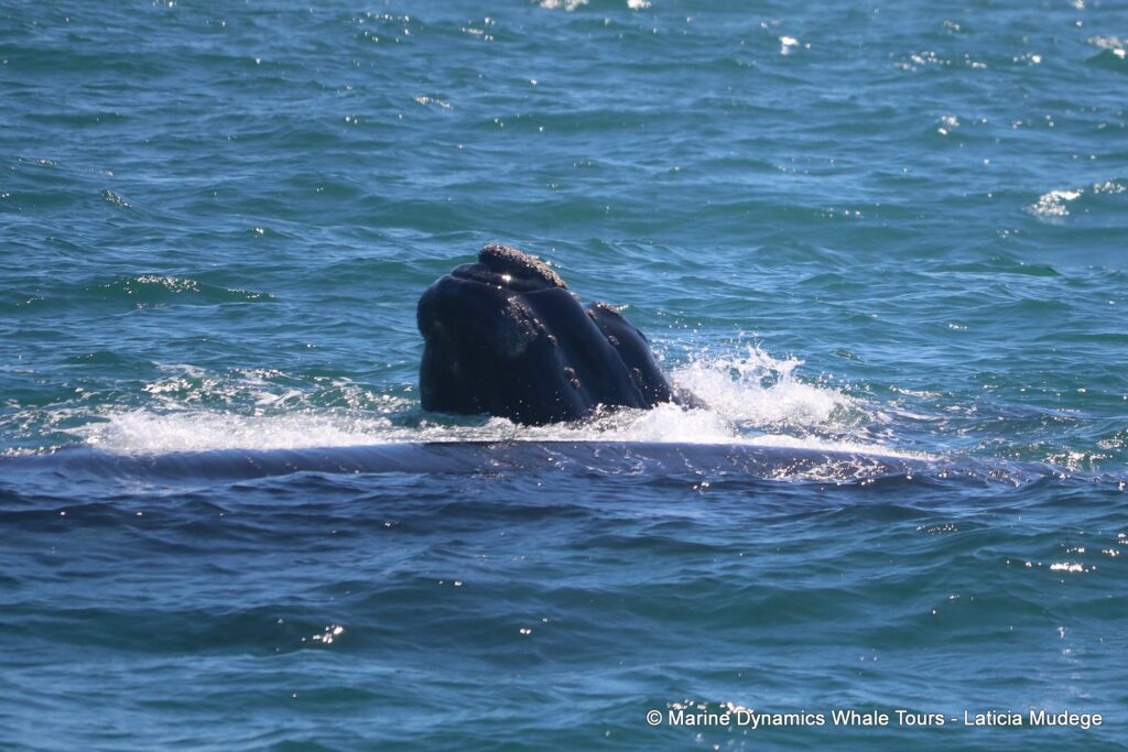 Southern right whale, whale watching, gansbaai, south africa,