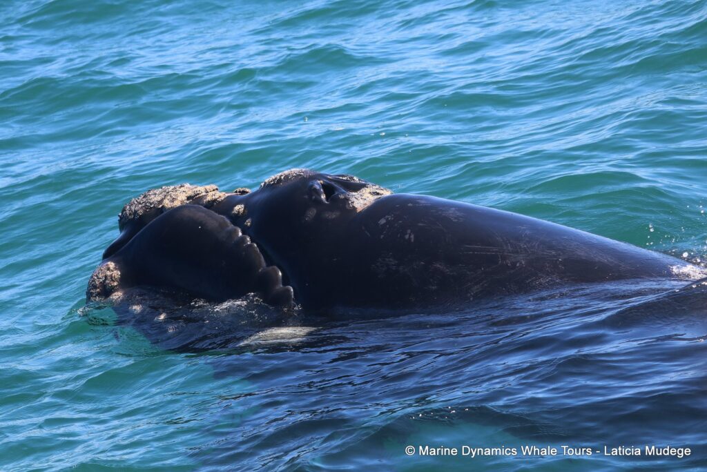Southern right whale, whale watching, gansbaai, south africa,