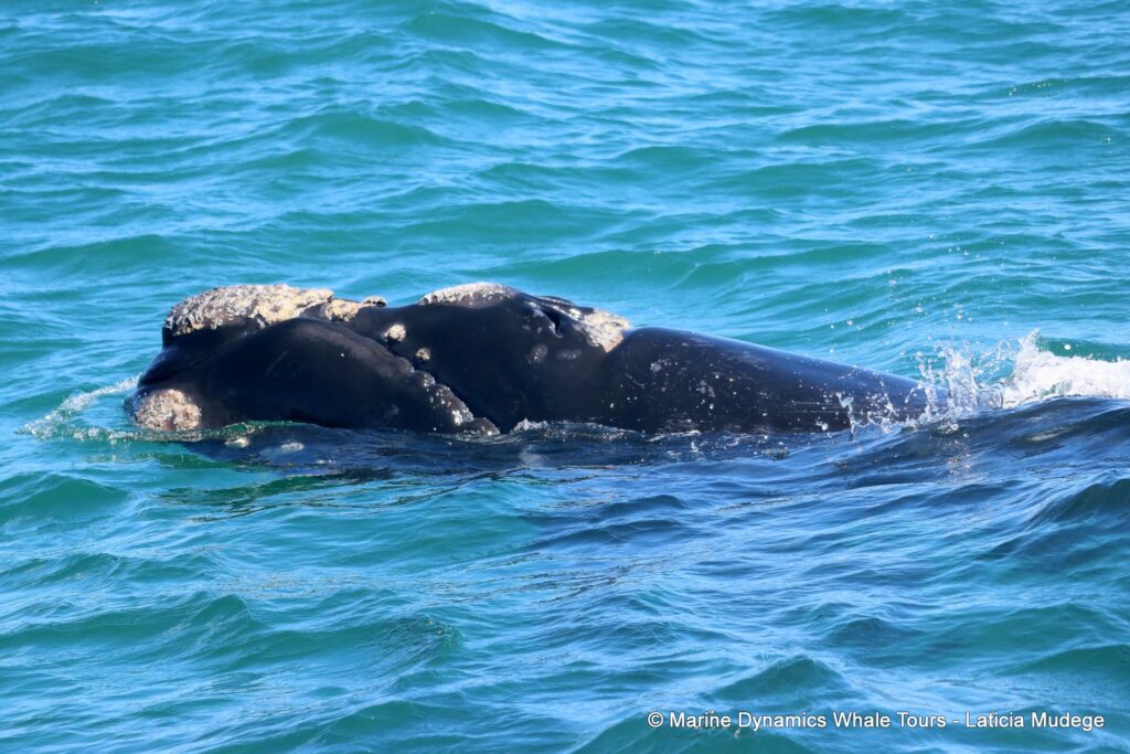 Southern right whale, whale watching, gansbaai, south africa,