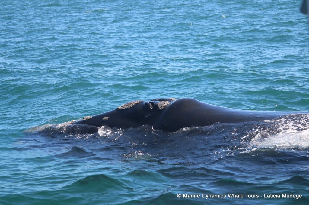 Southern right whale, whale watching, gansbaai, south africa,
