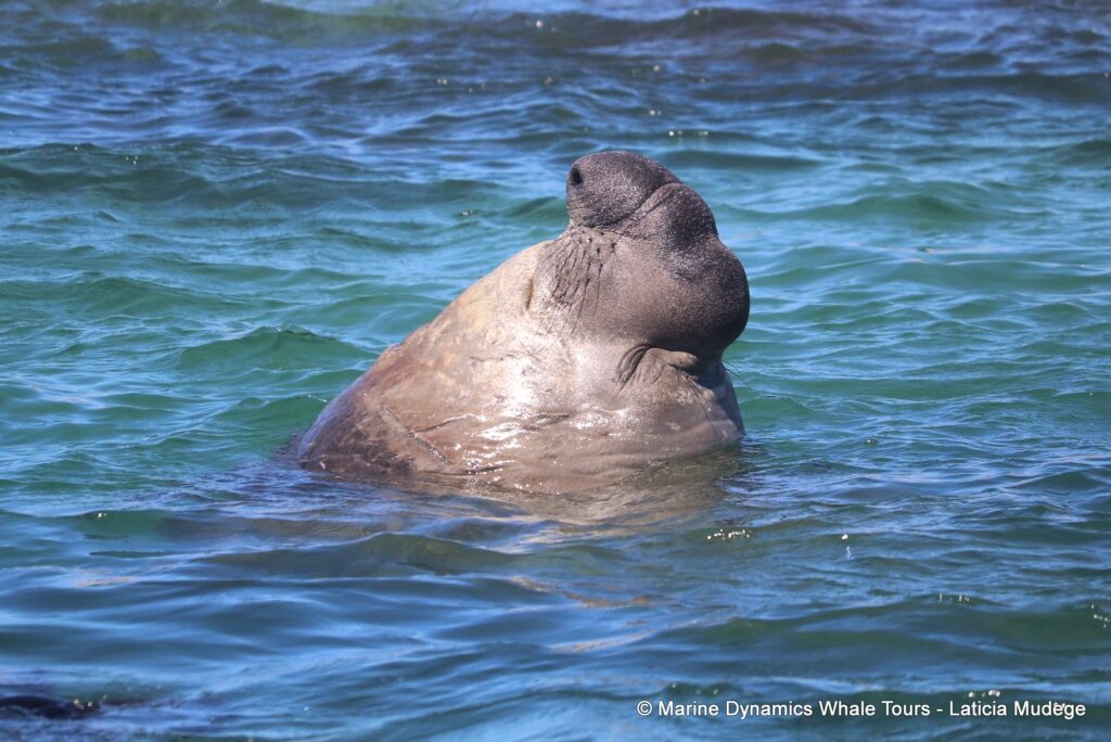 elephant seal, whale watching, gansbaai, south africa