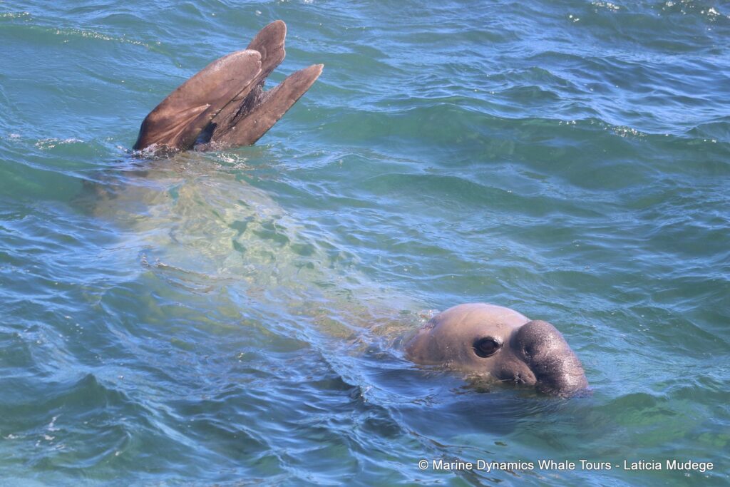 elephant seal, whale watching, gansbaai, south africa