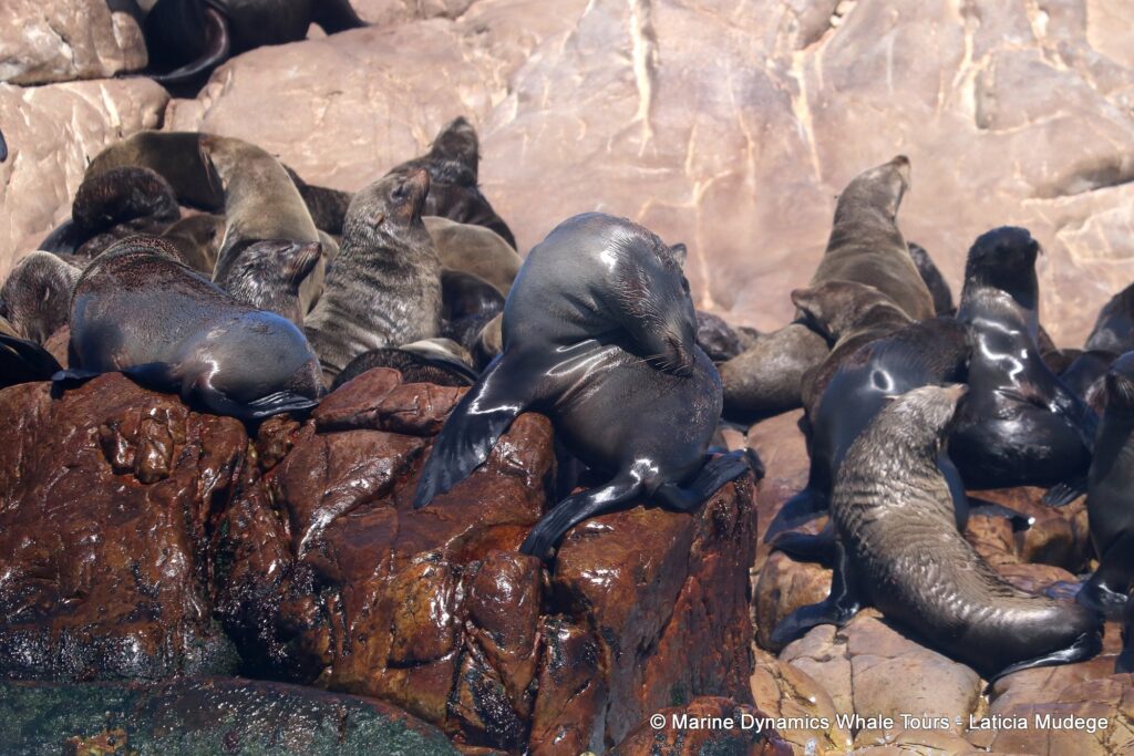 cape fur seal, whale watching, gansbaai, south africa