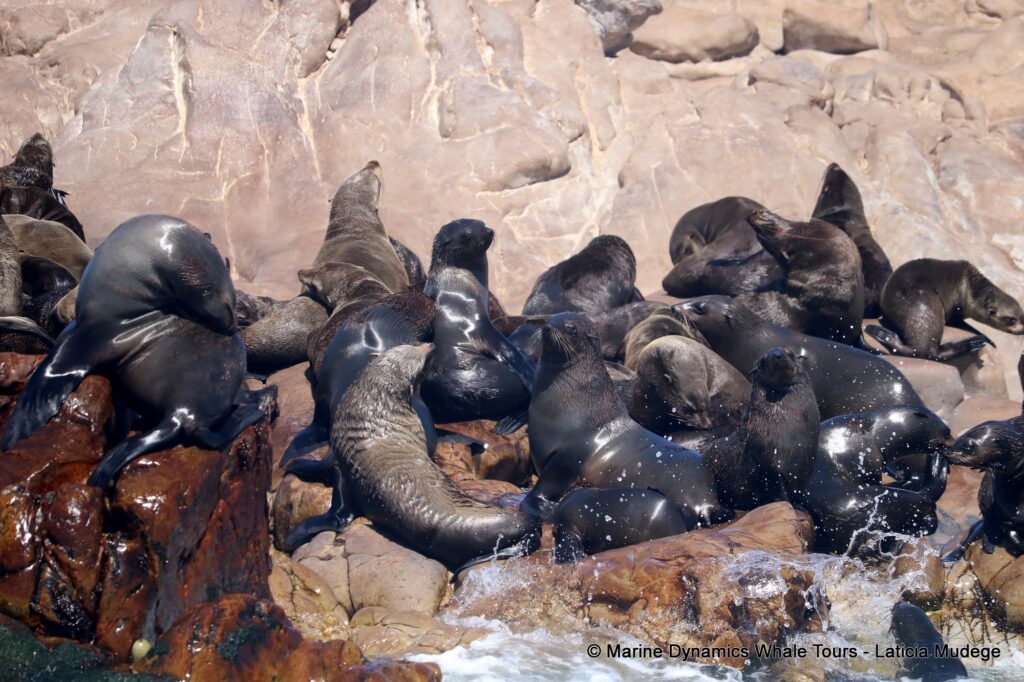 cape fur seal, whale watching, gansbaai, south africa