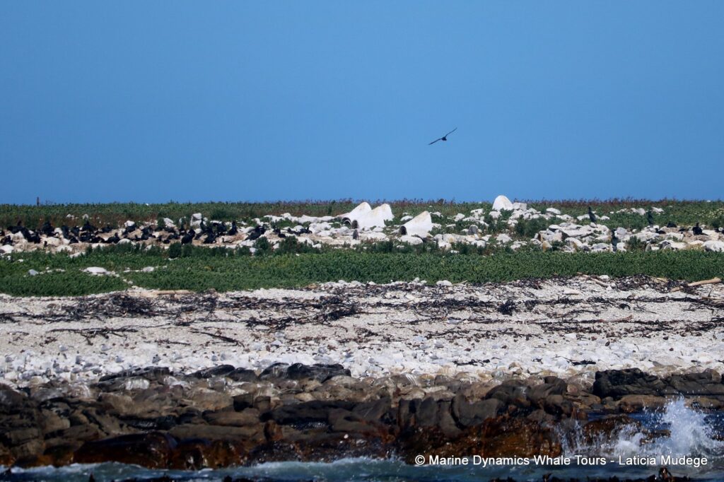 african penguin, whale watching, gansbaai, south africa