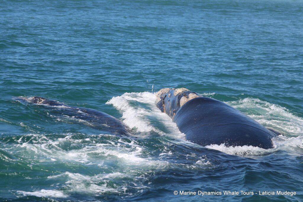 Southern right whale, whale watching, gansbaai, south africa,