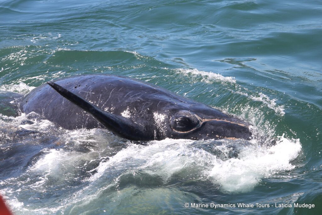 Southern right whale, whale watching, gansbaai, south africa,