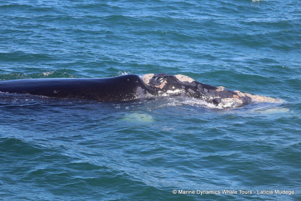 Southern right whale, whale watching, gansbaai, south africa,