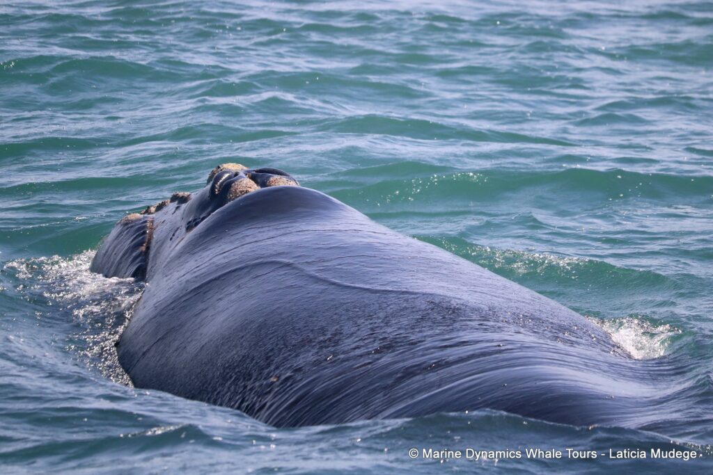 Southern right whale, whale watching, gansbaai, south africa,