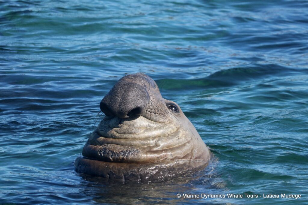 elephant seal, whale watching, gansbaai, south africa